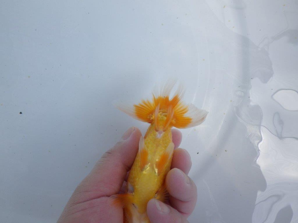 【 鉄板！！】迫力あるサイズの更紗らんちゅう　東大関系統　約14ｃｍ　期間限定販売