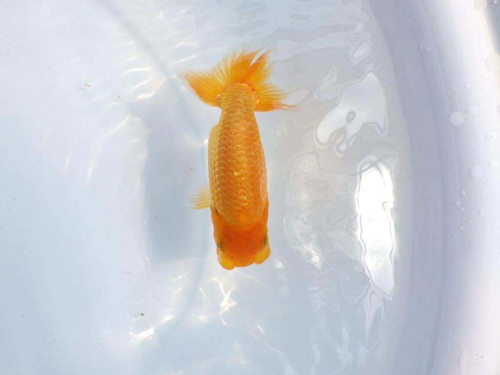 【 鉄板！！】頭が良く背なりも良いらんちゅう　東大関系統　約12,5ｃｍ　期間限定販売