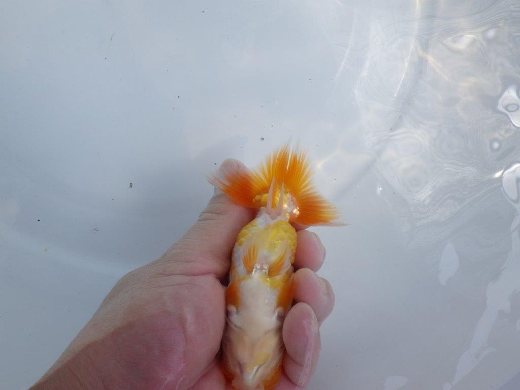【 鉄板！！】頭が良く背なりも良いらんちゅう　東大関系統　約12,5ｃｍ　期間限定販売