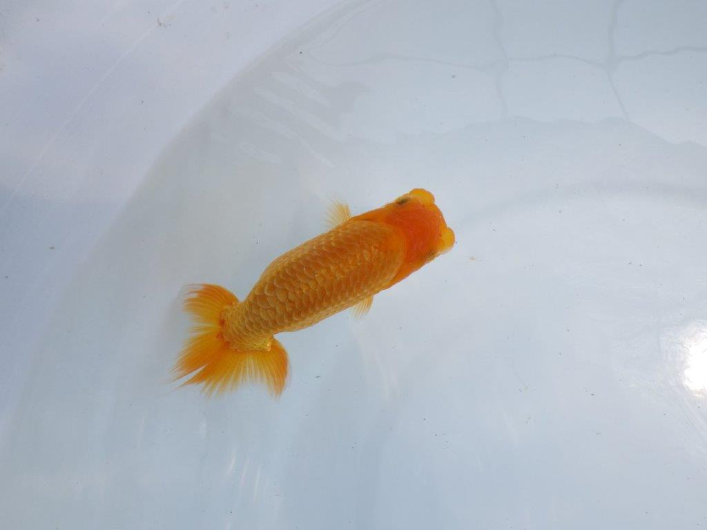 【 鉄板！！】頭が良く背なりも良いらんちゅう　東大関系統　約12,5ｃｍ　期間限定販売