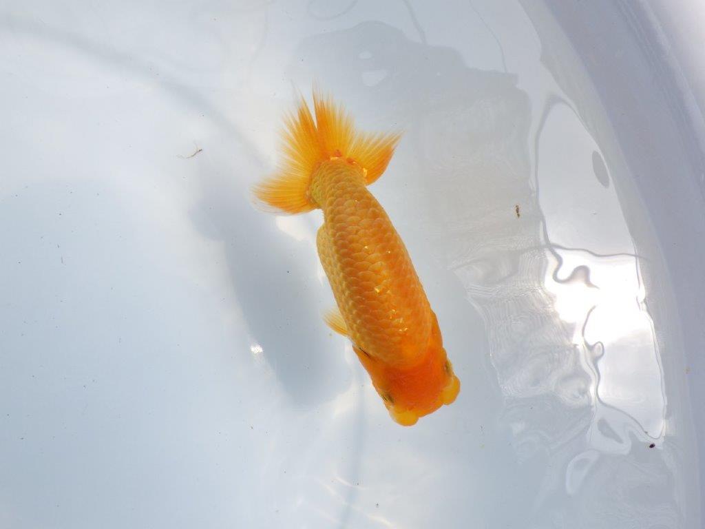 【 鉄板！！】頭が良く背なりも良いらんちゅう　東大関系統　約12,5ｃｍ　期間限定販売