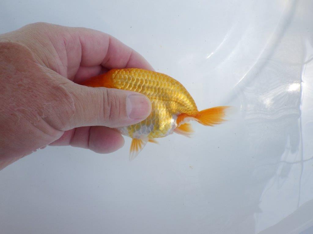 【 鉄板！！】頭が良く背なりも良いらんちゅう　東大関系統　約12,5ｃｍ　期間限定販売