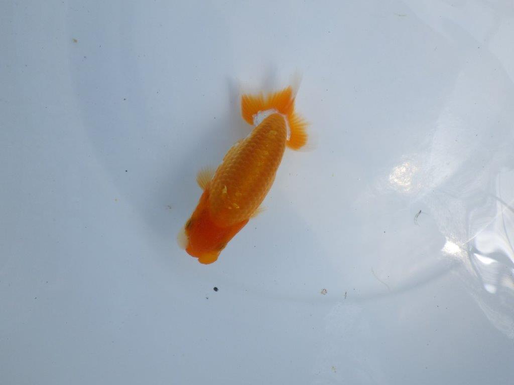 【 鉄板！！】素材が良く飼い込みお勧め更紗らんちゅう　東大関系統　約12,5ｃｍ　期間限定販売