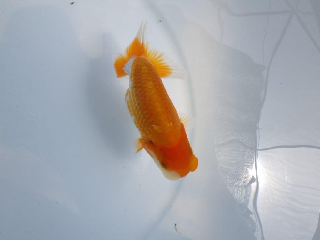 【 鉄板！！】素材が良く飼い込みお勧め更紗らんちゅう　東大関系統　約12,5ｃｍ　期間限定販売