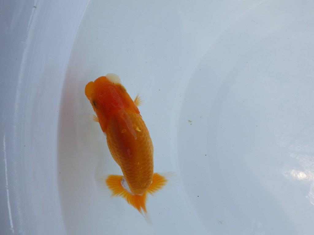 【 鉄板！！】素材が良く飼い込みお勧め更紗らんちゅう　東大関系統　約12,5ｃｍ　期間限定販売