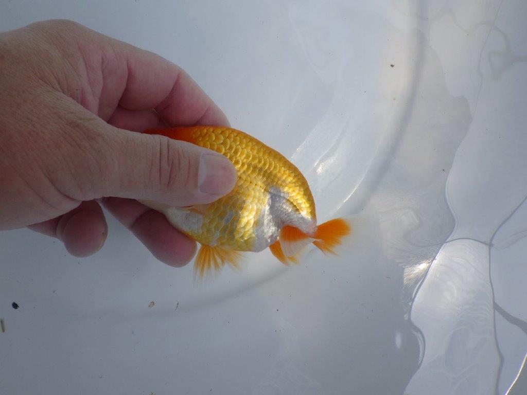【 鉄板！！】素材が良く飼い込みお勧め更紗らんちゅう　東大関系統　約12,5ｃｍ　期間限定販売