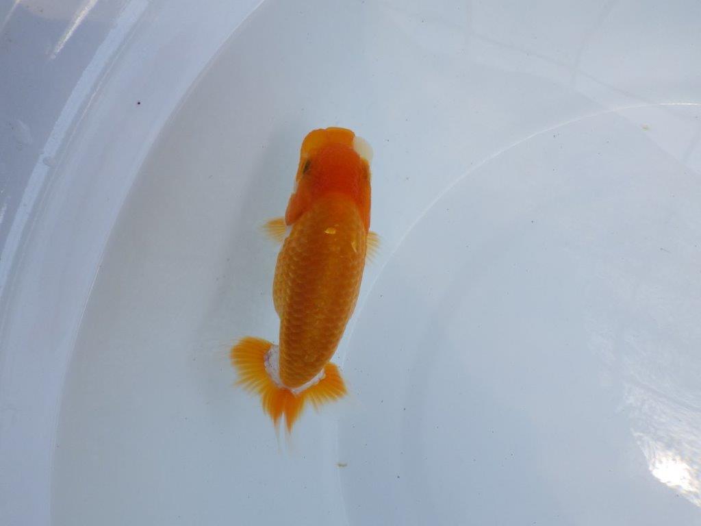【 鉄板！！】素材が良く飼い込みお勧め更紗らんちゅう　東大関系統　約12,5ｃｍ　期間限定販売