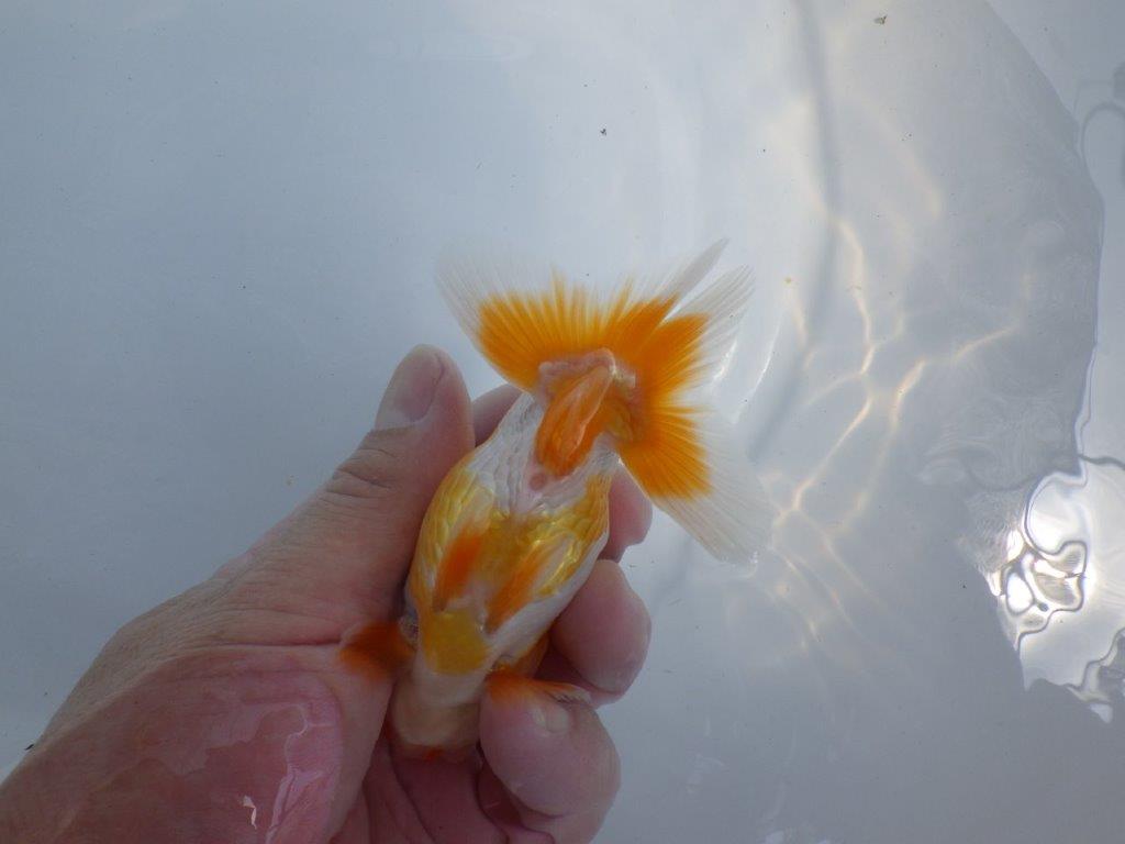 【 鉄板！！】素材が良く飼い込みお勧め更紗らんちゅう　東大関系統　約12,5ｃｍ　期間限定販売