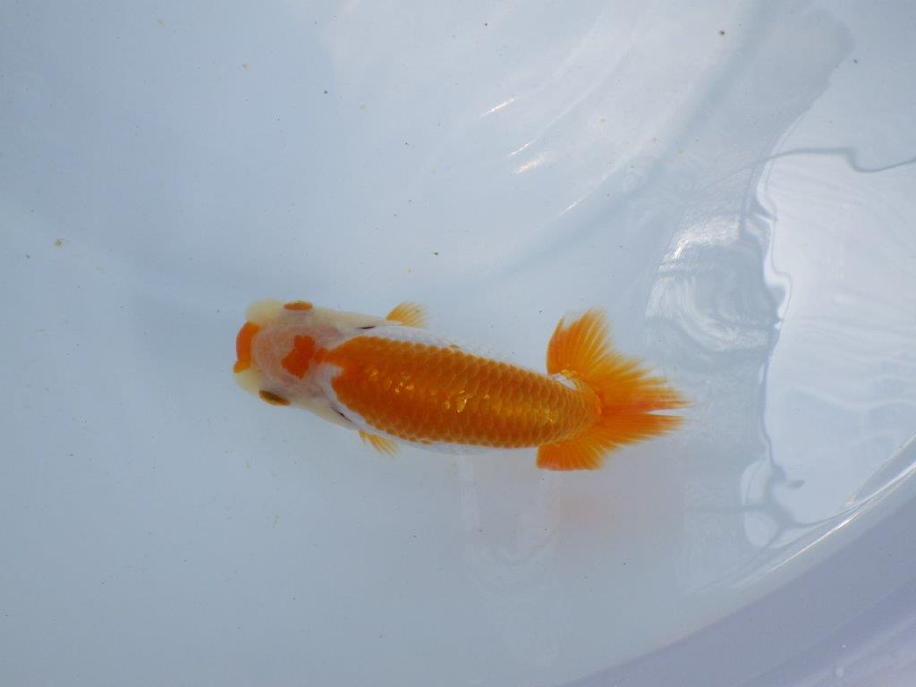 【 鉄板！！】雰囲気が非常に良い更紗らんちゅう　東大関系統　約12,5ｃｍ　期間限定販売