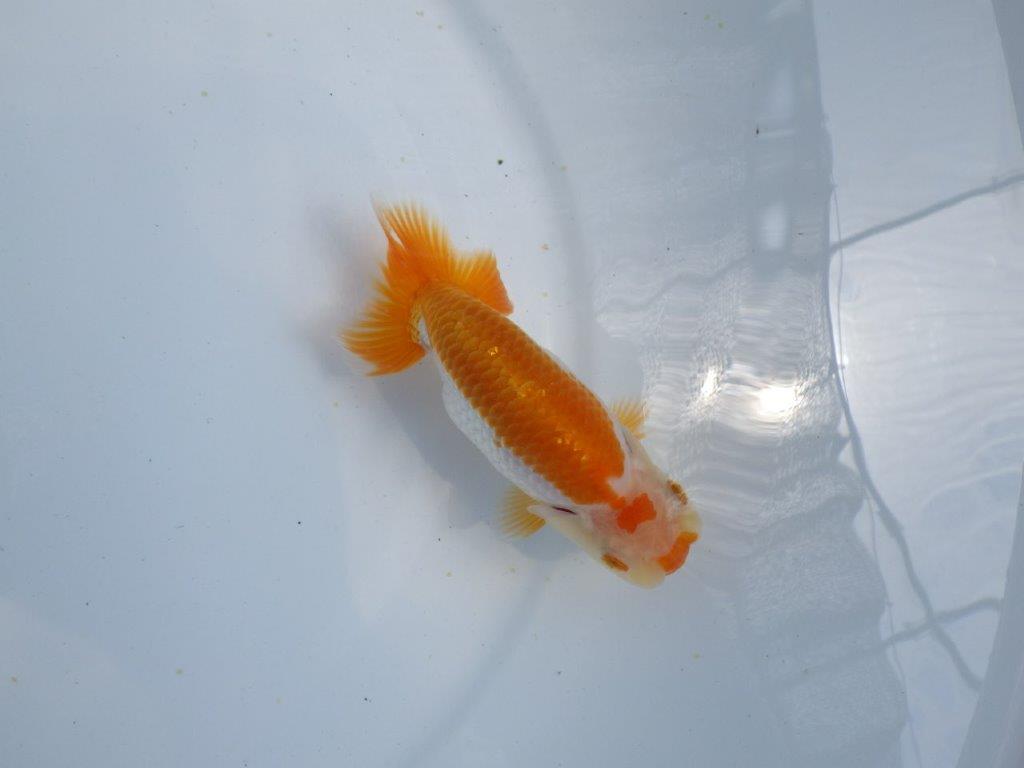 【 鉄板！！】雰囲気が非常に良い更紗らんちゅう　東大関系統　約12,5ｃｍ　期間限定販売
