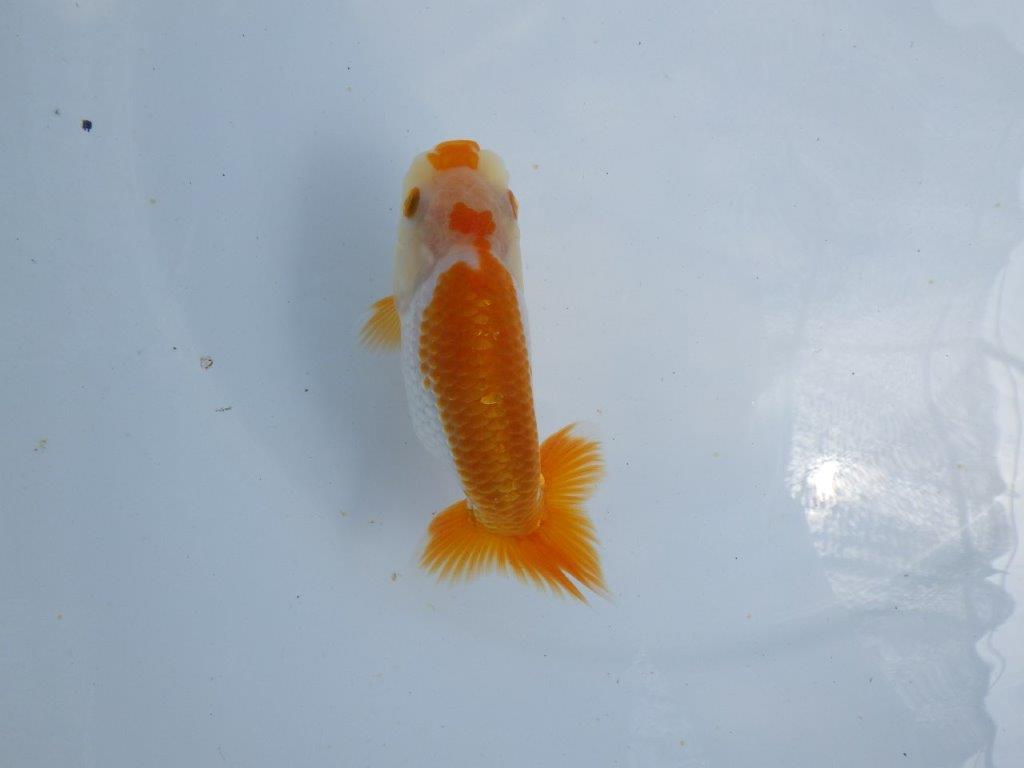 【 鉄板！！】雰囲気が非常に良い更紗らんちゅう　東大関系統　約12,5ｃｍ　期間限定販売