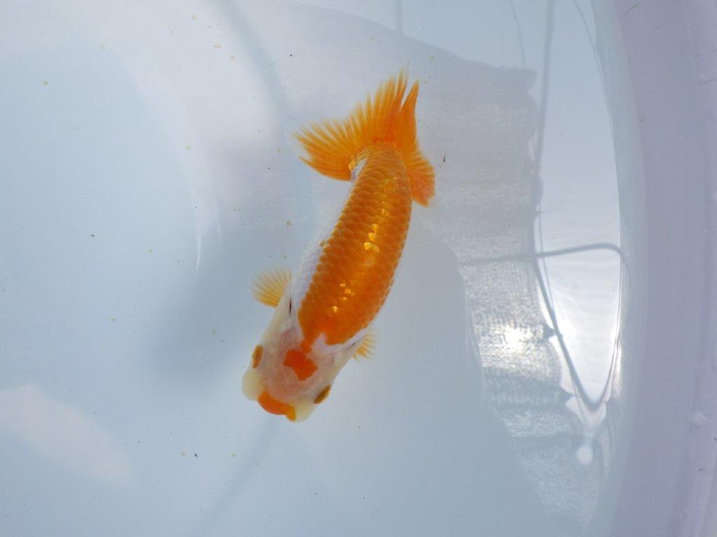 【 鉄板！！】雰囲気が非常に良い更紗らんちゅう　東大関系統　約12,5ｃｍ　期間限定販売