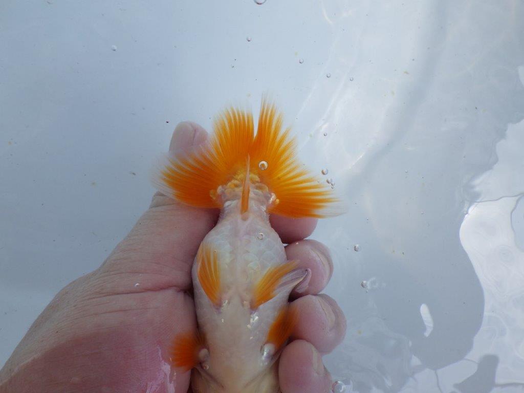【 鉄板！！】雰囲気が非常に良い更紗らんちゅう　東大関系統　約12,5ｃｍ　期間限定販売