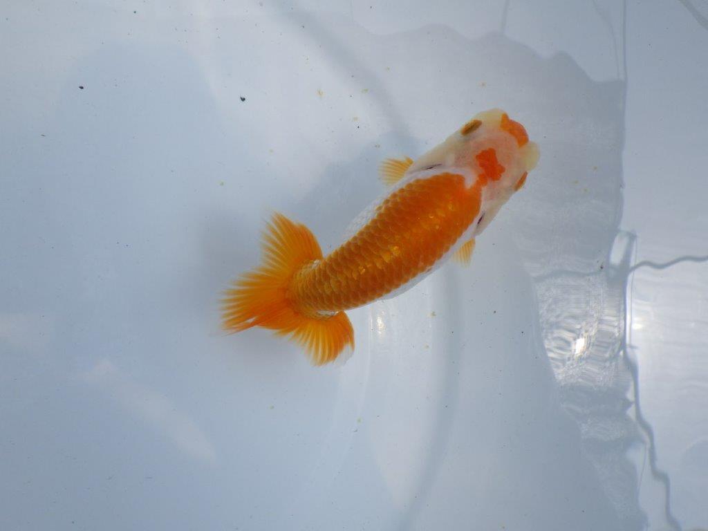 【 鉄板！！】雰囲気が非常に良い更紗らんちゅう　東大関系統　約12,5ｃｍ　期間限定販売