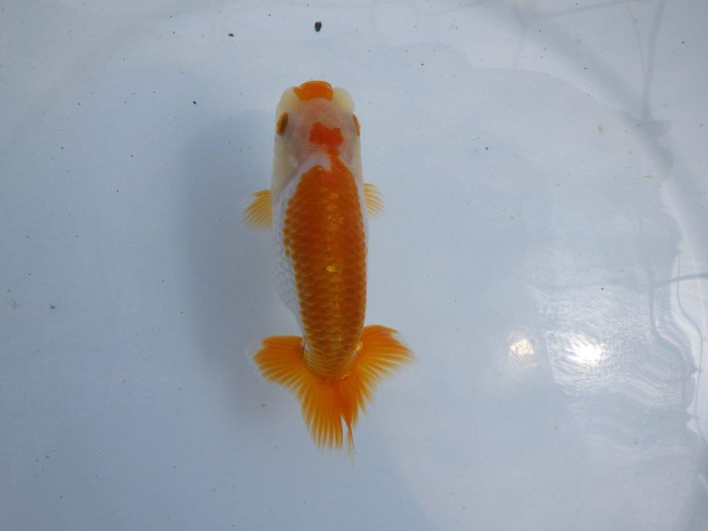 【 鉄板！！】雰囲気が非常に良い更紗らんちゅう　東大関系統　約12,5ｃｍ　期間限定販売