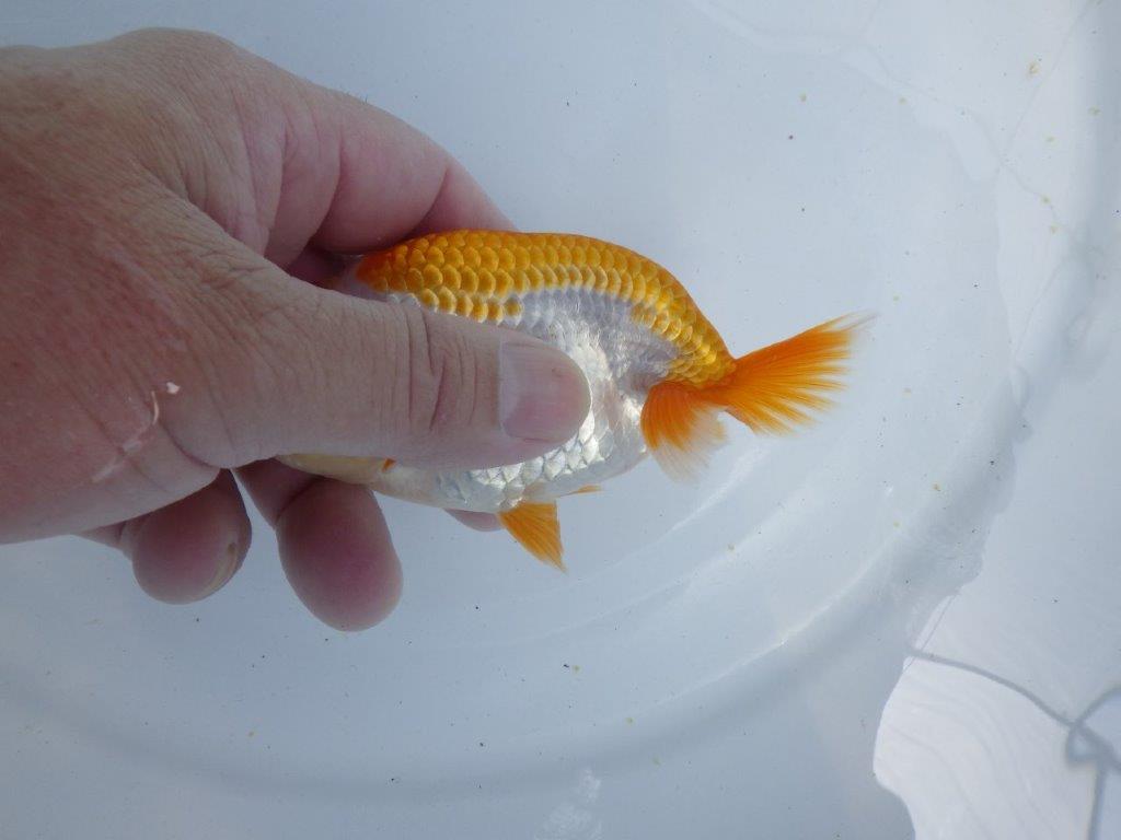 【 鉄板！！】雰囲気が非常に良い更紗らんちゅう　東大関系統　約12,5ｃｍ　期間限定販売