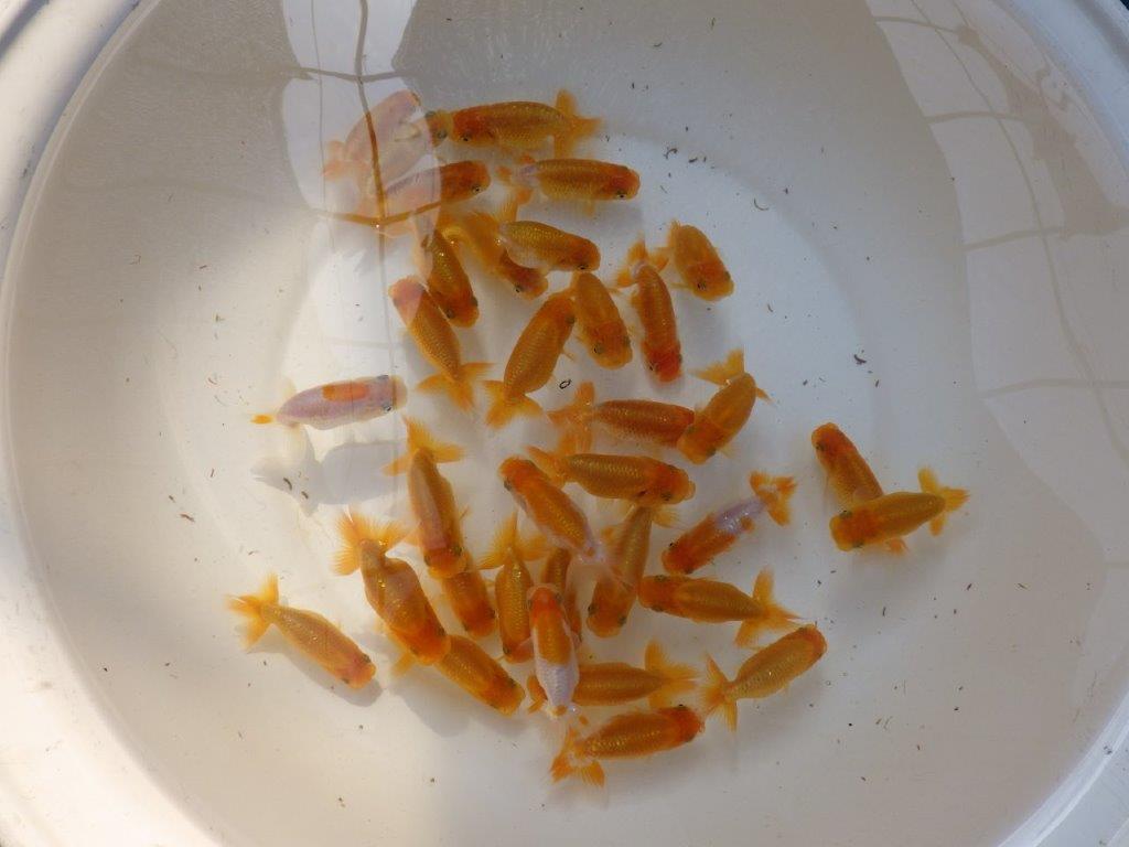【 超お勧め！！】入荷魚の中から上物５尾セット　限定１セット　約７～８ｃｍ