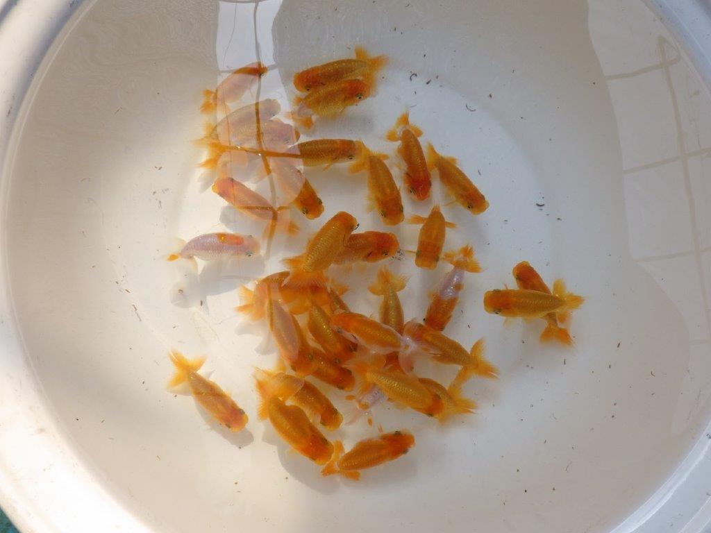 【 超お勧め！！】入荷魚の中から上物５尾セット　限定１セット　約７～８ｃｍ