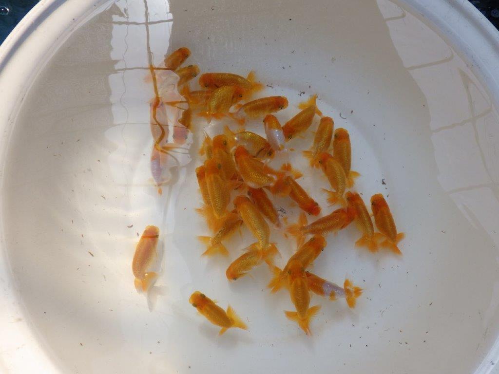 【 超お勧め！！】入荷魚の中から上物５尾セット　限定１セット　約７～８ｃｍ