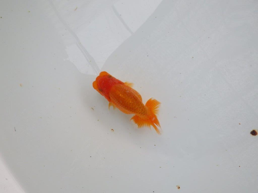 【愛知 清田良也氏】 こちらも玄人好みの良い魚!当歳らんちゅう 約11㎝