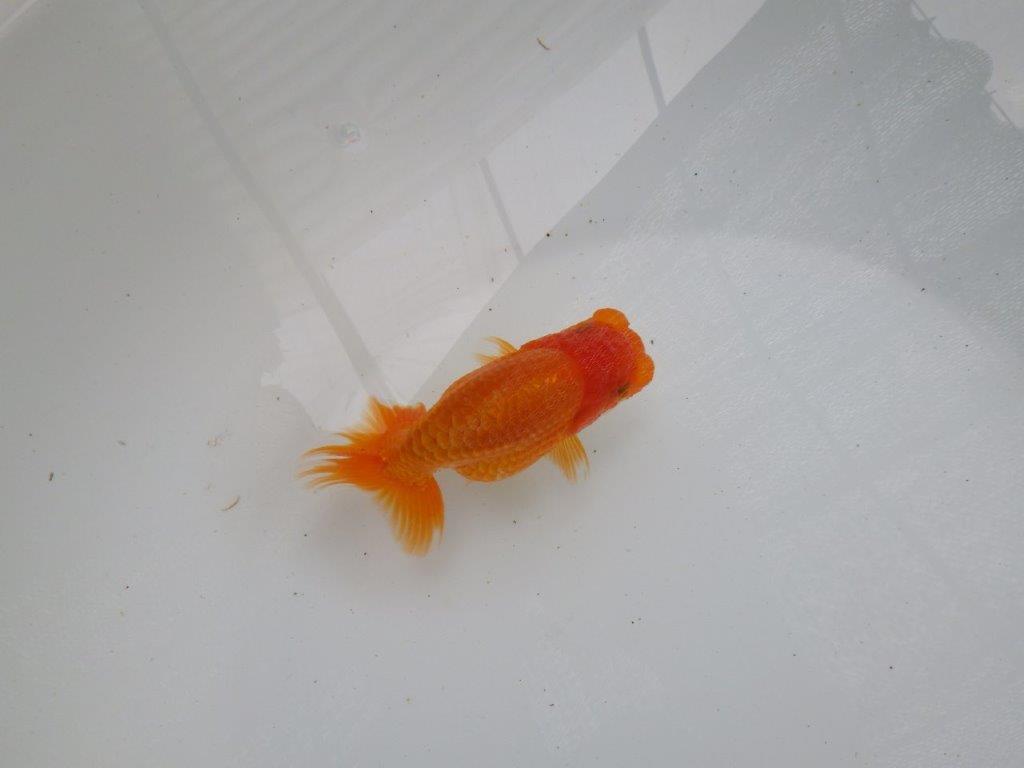 【愛知 清田良也氏】 こちらも玄人好みの良い魚!当歳らんちゅう 約11㎝