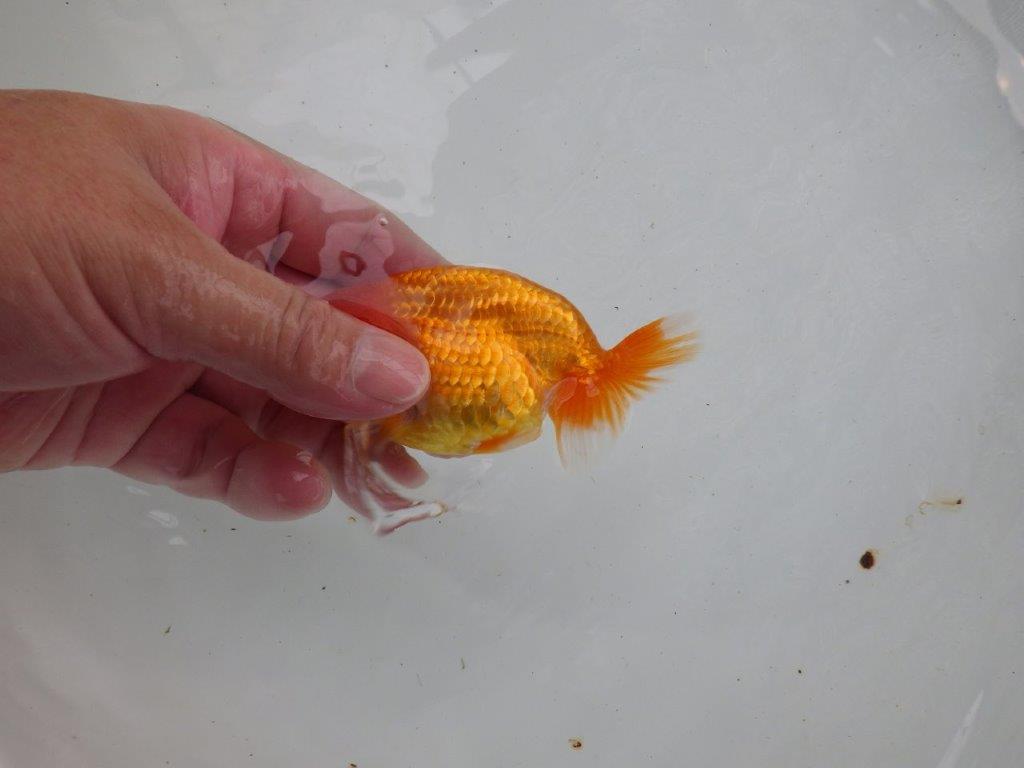 【愛知 清田良也氏】 こちらも玄人好みの良い魚!当歳らんちゅう 約11㎝