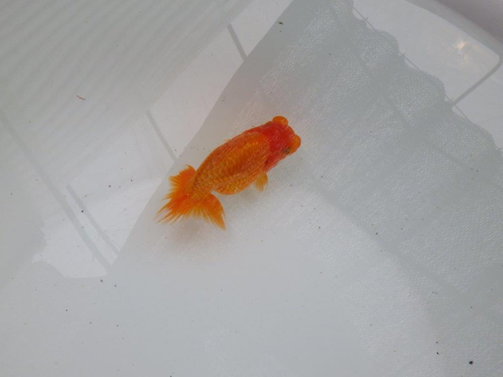 【愛知 清田良也氏】 こちらも玄人好みの良い魚!当歳らんちゅう 約11㎝