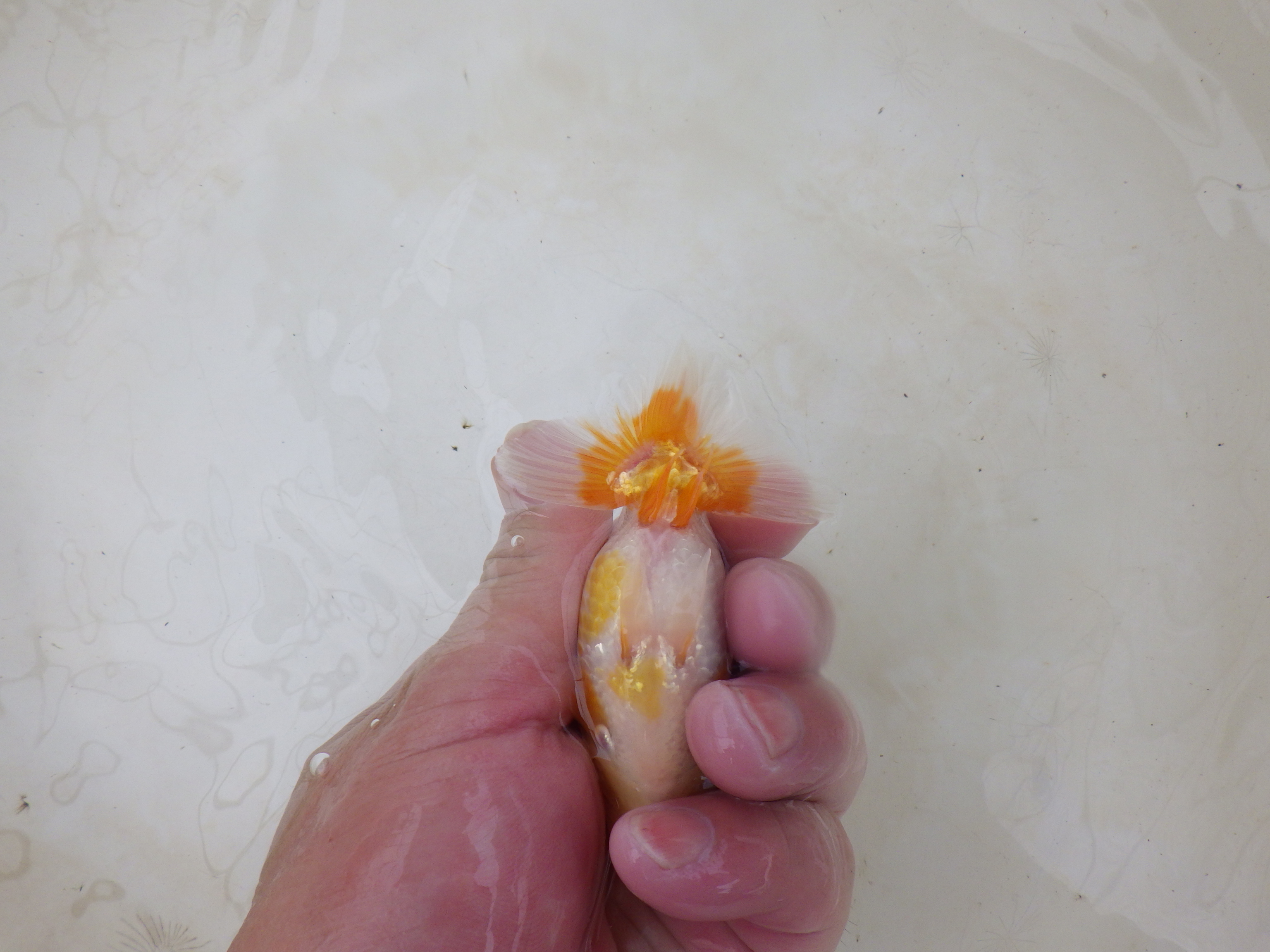 【岐阜フンタンブリーダー】水槽映え！綺麗な更紗！約10,5㎝