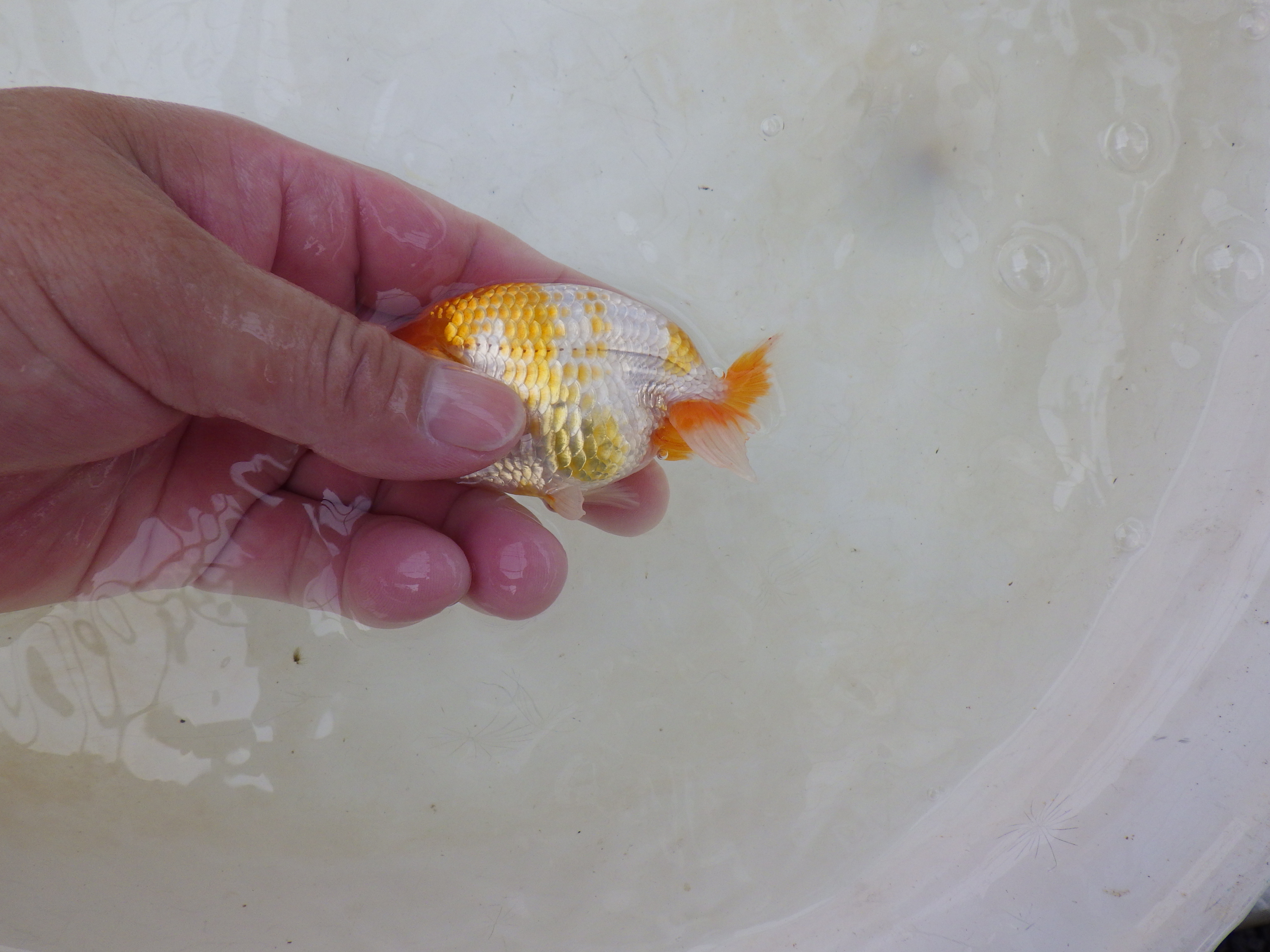 【岐阜フンタンブリーダー】水槽映え！綺麗な更紗！約10,5㎝