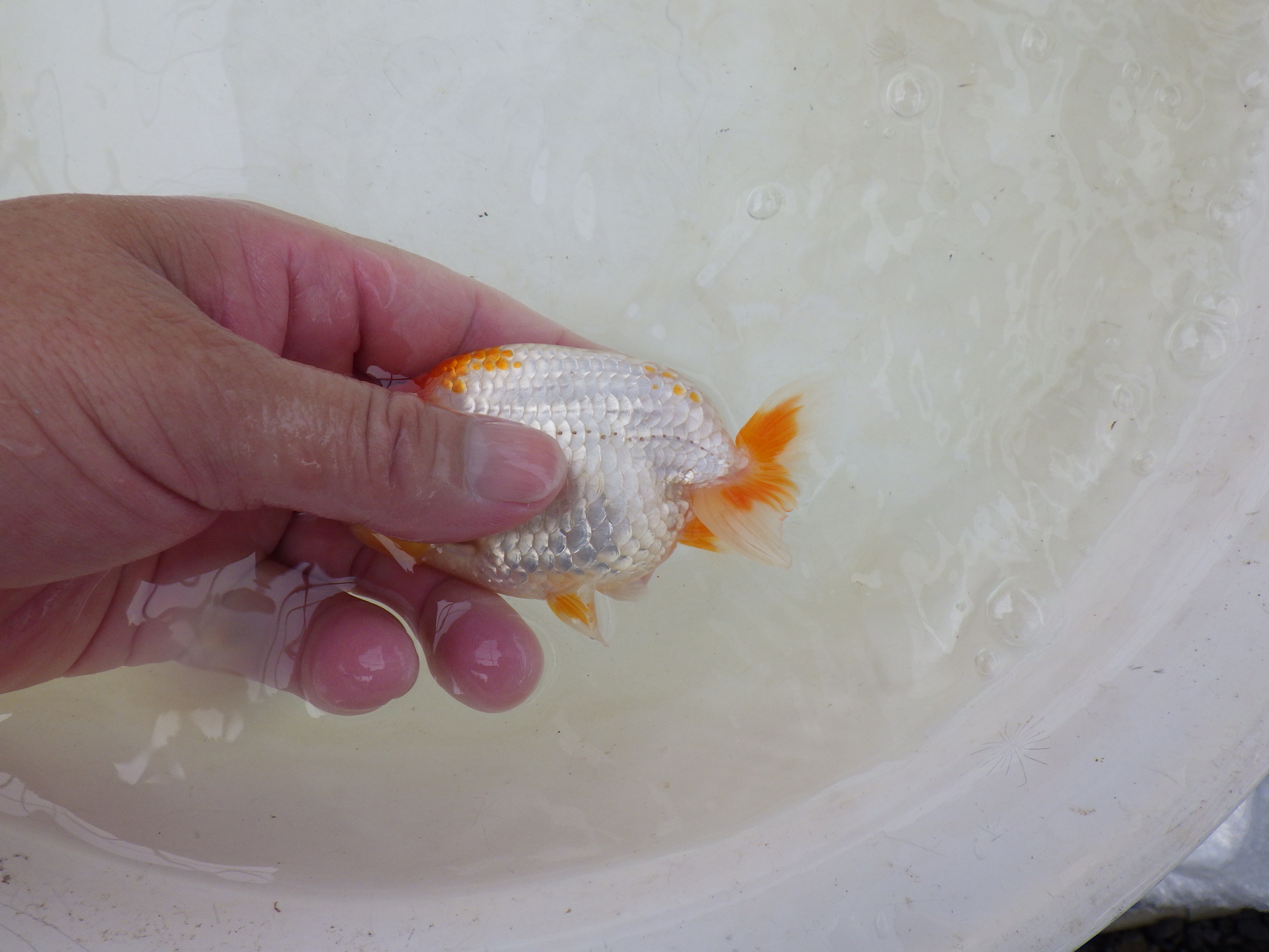 【岐阜フンタンブリーダー】太くたくましい胴つくり！！約11,5㎝