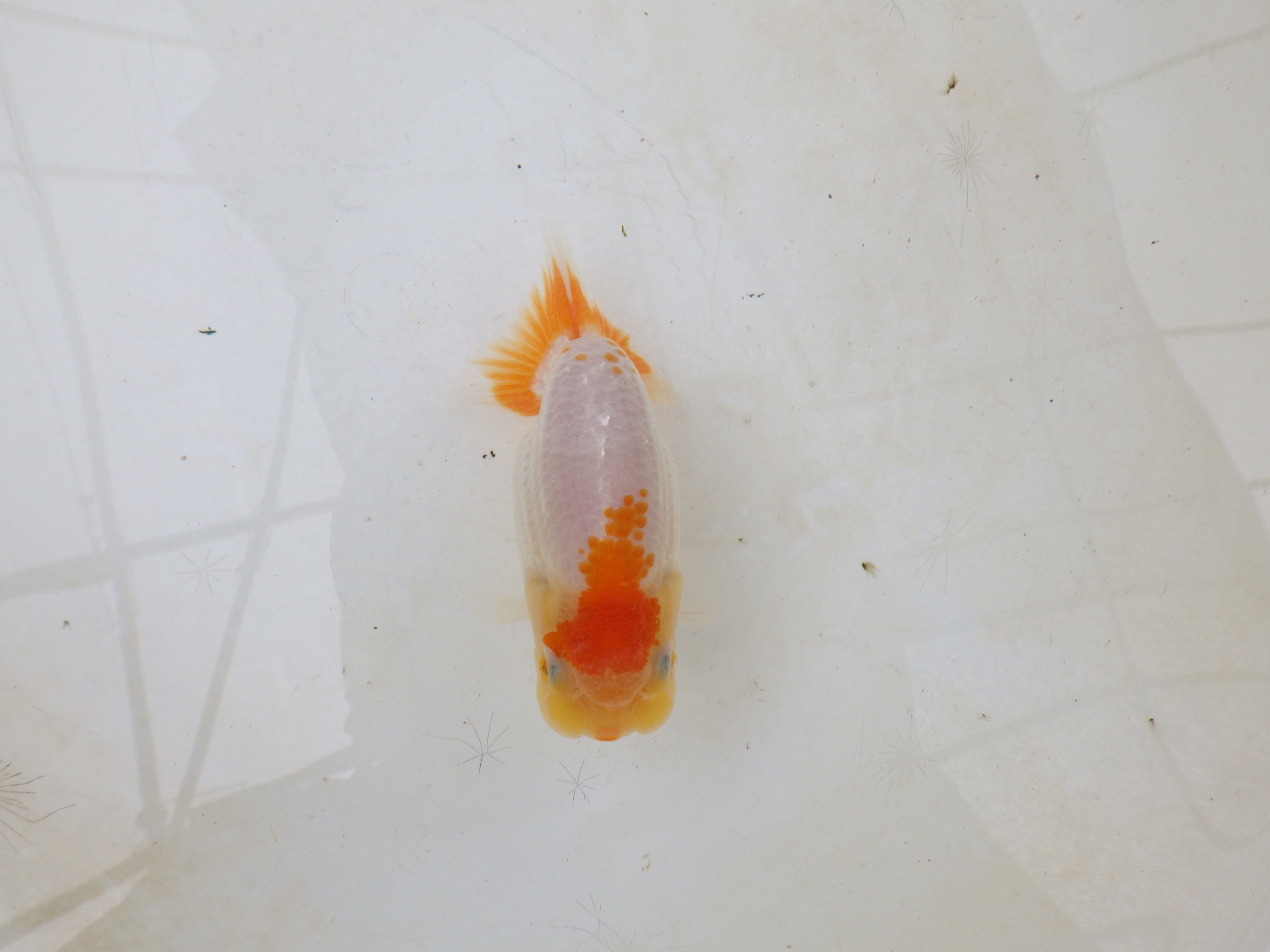 【岐阜フンタンブリーダー】太くたくましい胴つくり！！約11,5㎝の上身