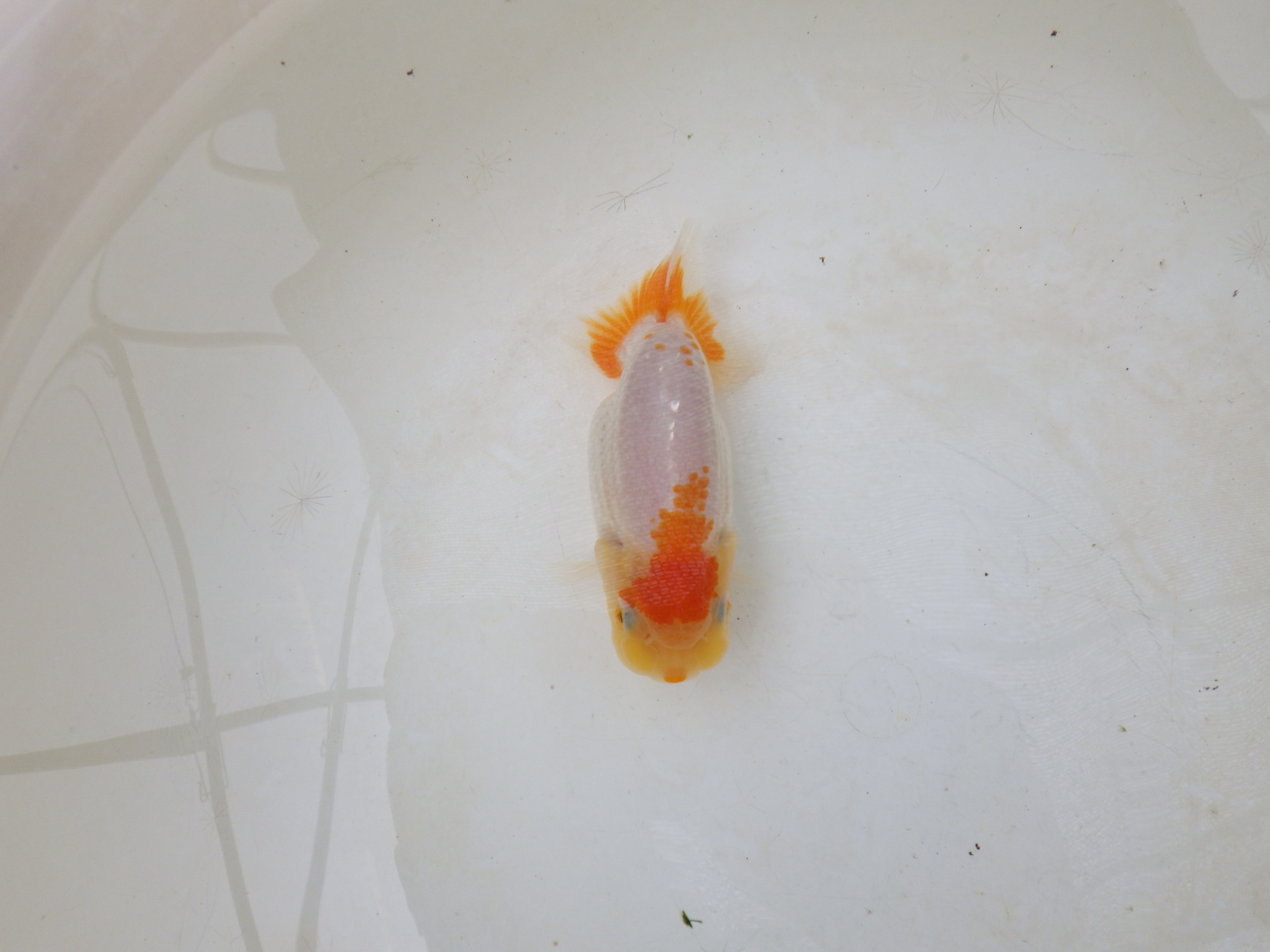 【岐阜フンタンブリーダー】太くたくましい胴つくり！！約11,5㎝
