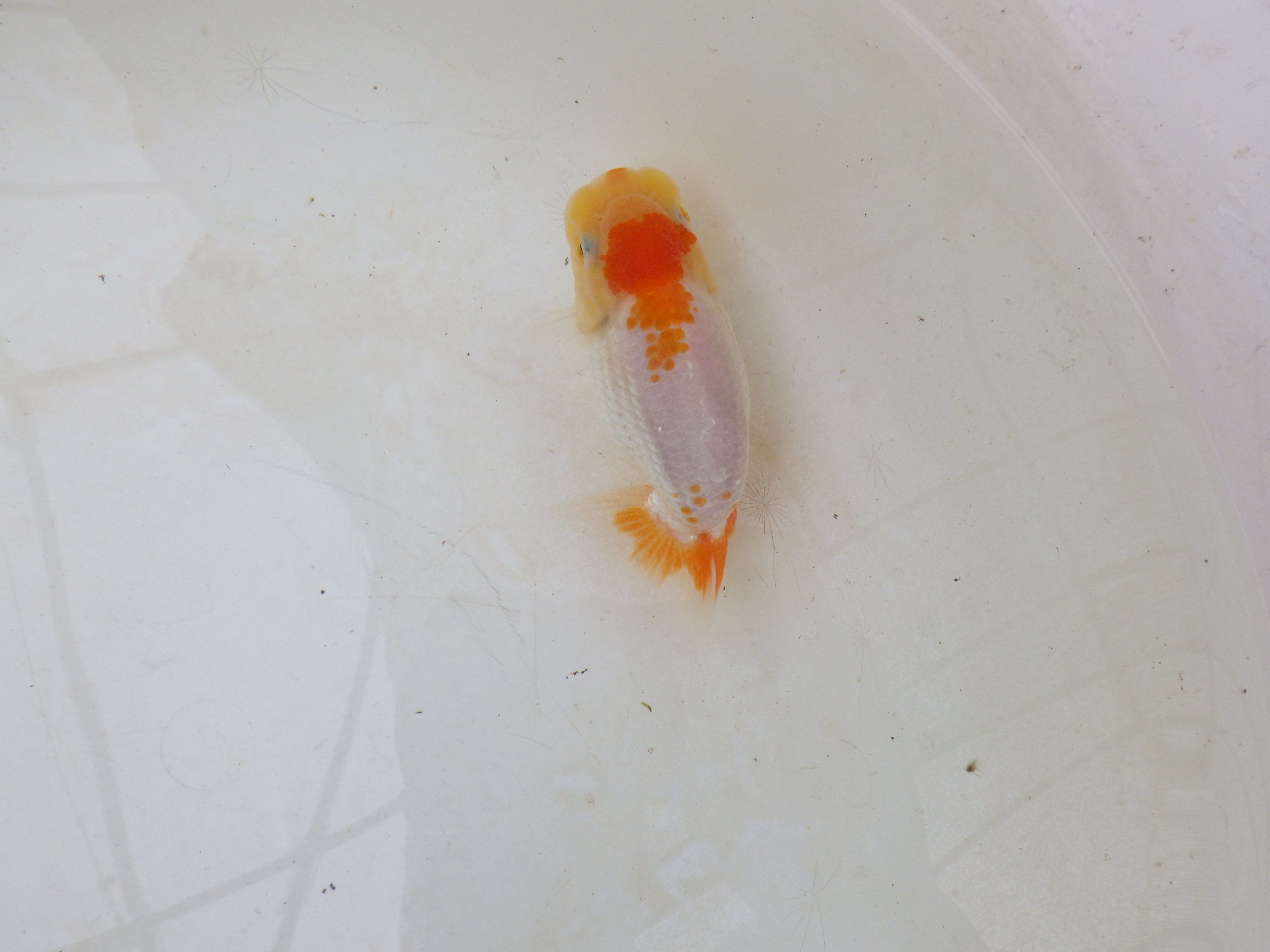 【岐阜フンタンブリーダー】太くたくましい胴つくり！！約11,5㎝