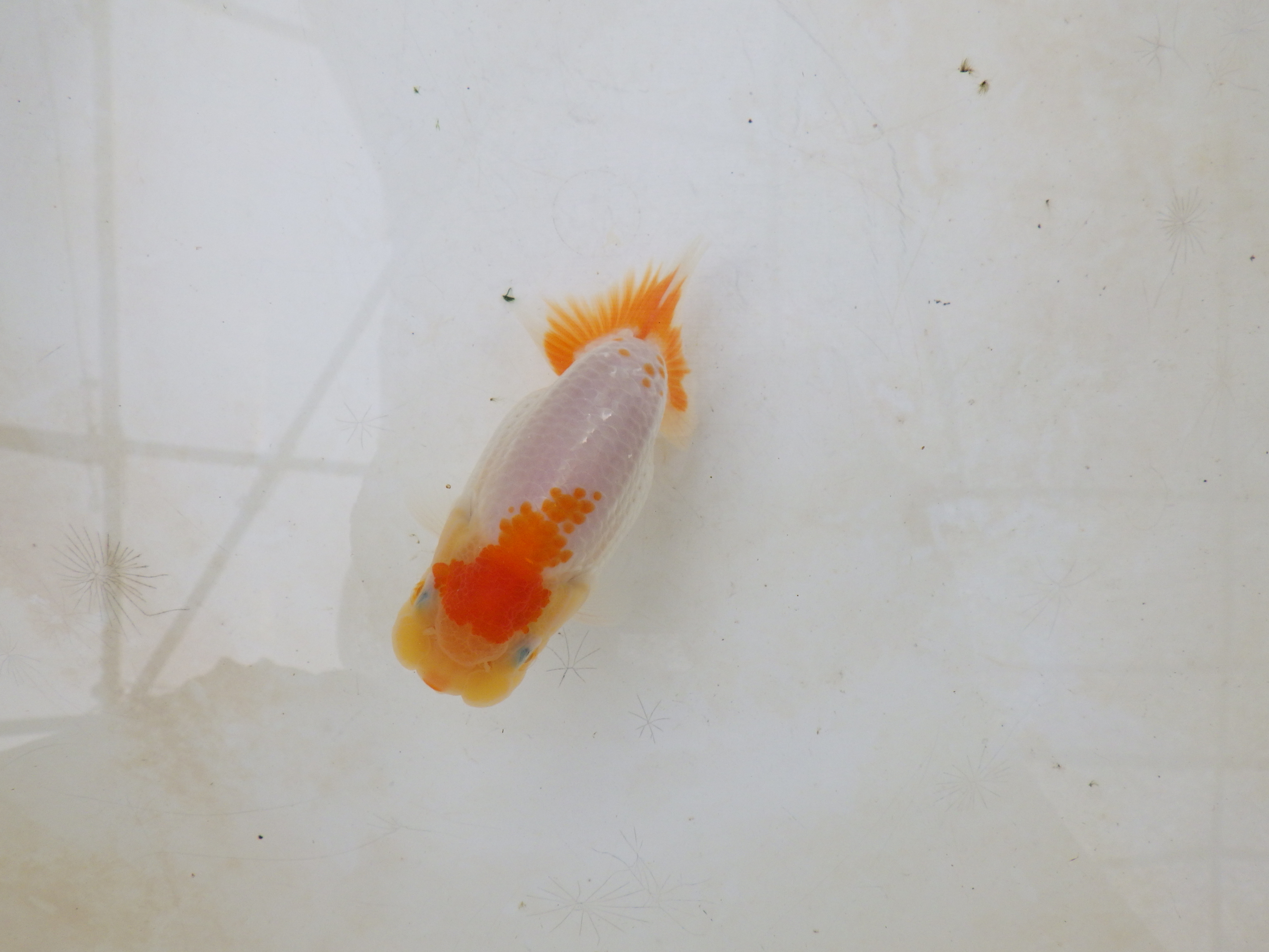 【岐阜フンタンブリーダー】太くたくましい胴つくり！！約11,5㎝