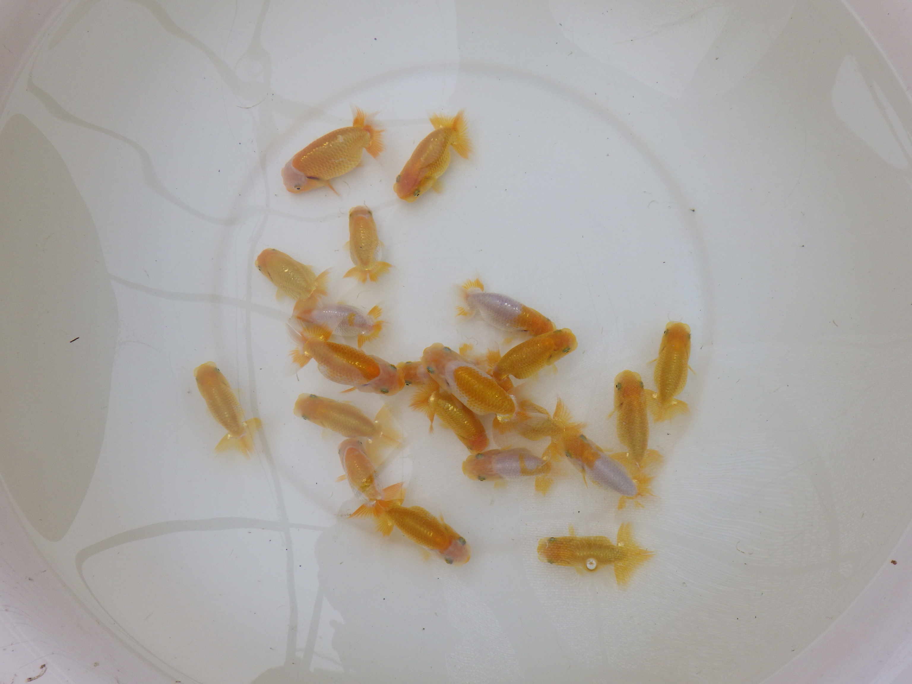 【岐阜フンタンブリーダー】入荷の中から一番良い魚　小サイズ５尾セット約７㎝～限定１