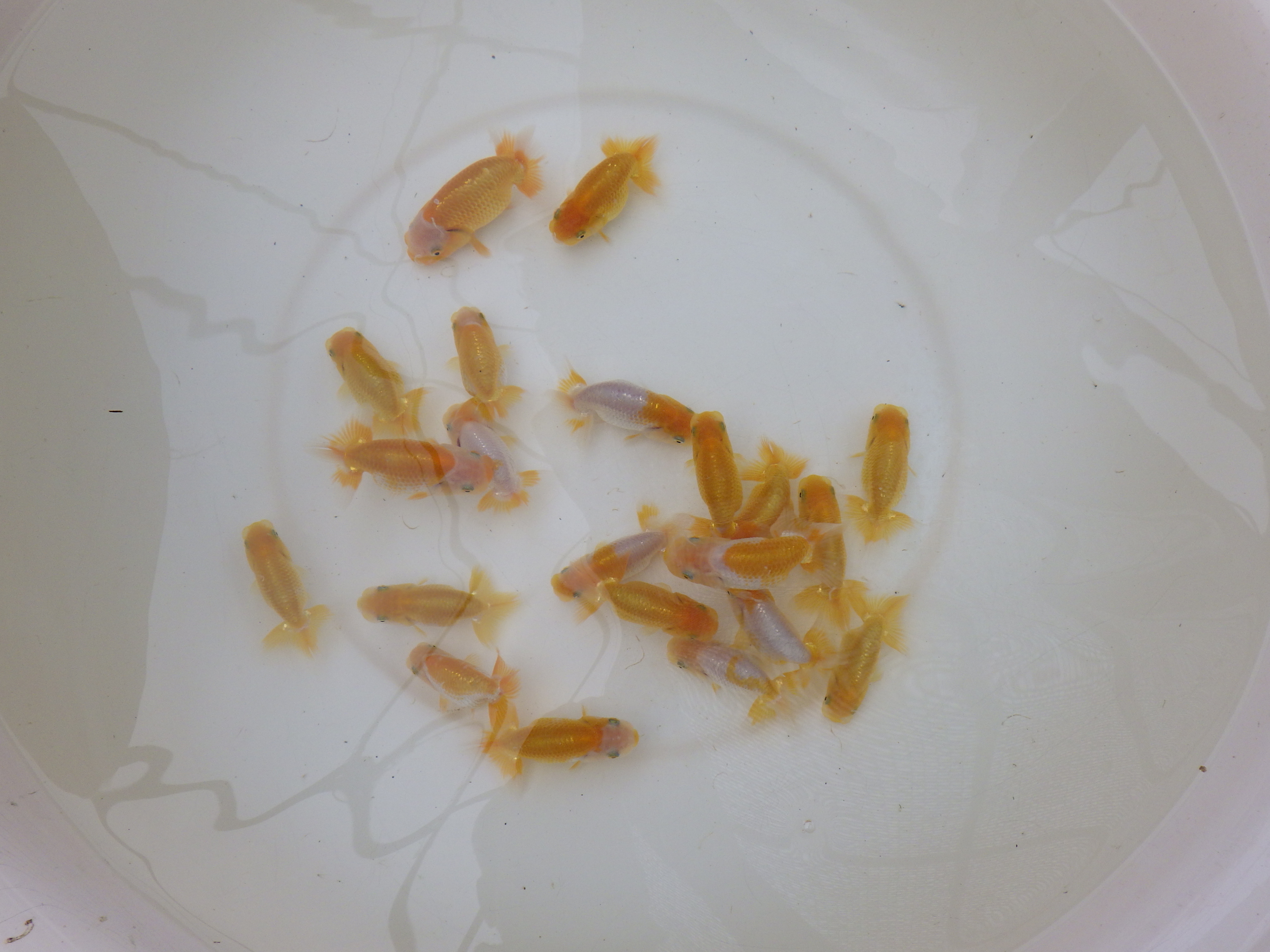 【岐阜フンタンブリーダー】入荷の中から一番良い魚　大サイズ３尾セット約７㎝～限定１
