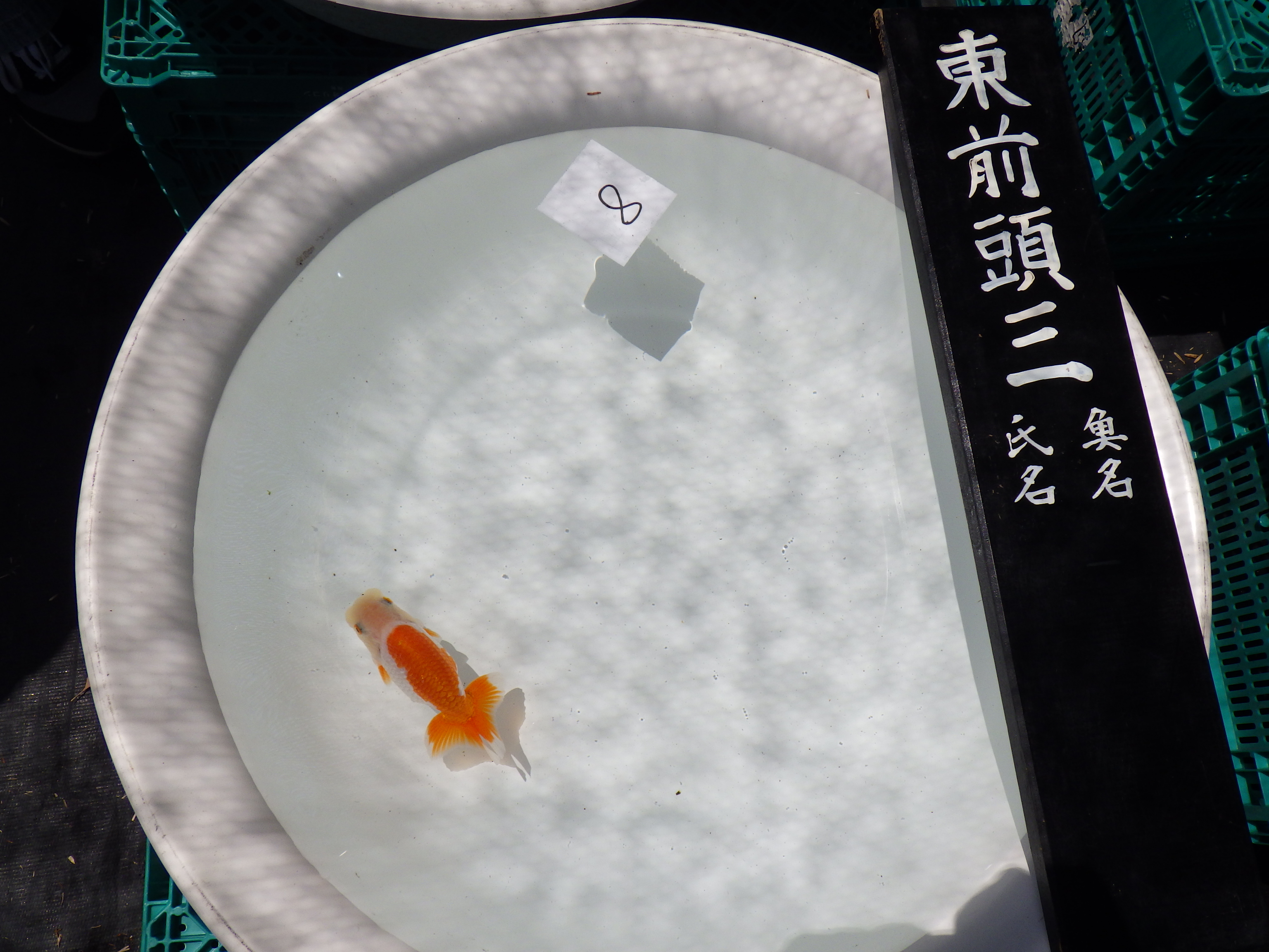 【全国大会東大関獲得ブリーダー 】浜松錦友会、研究会、東前頭三、当歳らんちゅう約11㎝