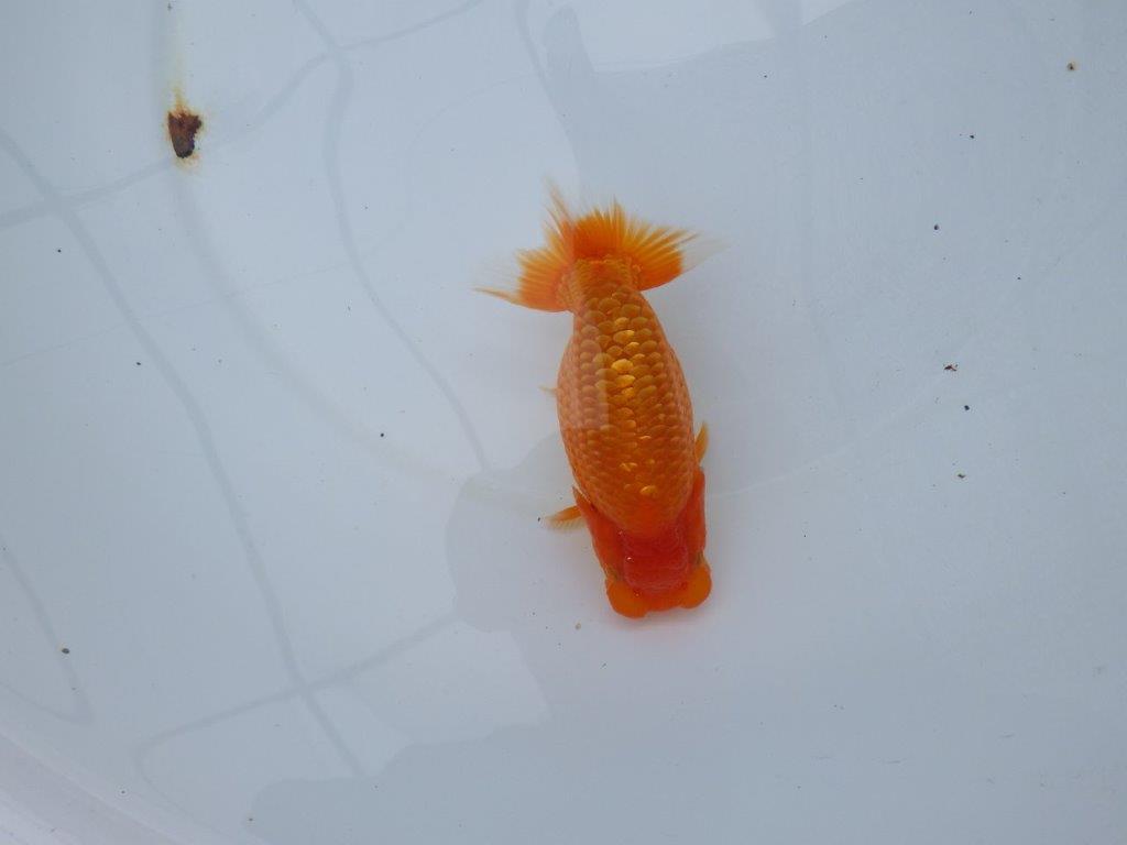 【愛知M 様】上見が素晴らしい!当歳らんちゅう 約13,5㎝性別不明