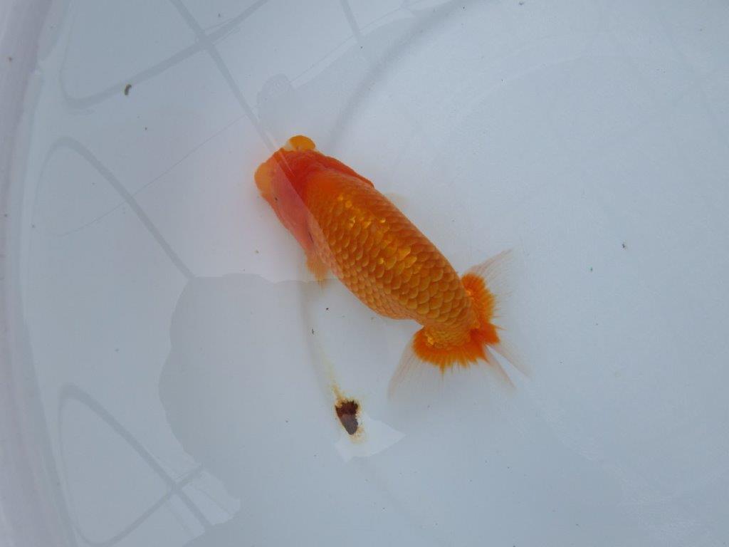 【愛知M 様】二歳魚並みの迫力ある姿が楽しめる当歳らんちゅう  約14,5㎝性別不明