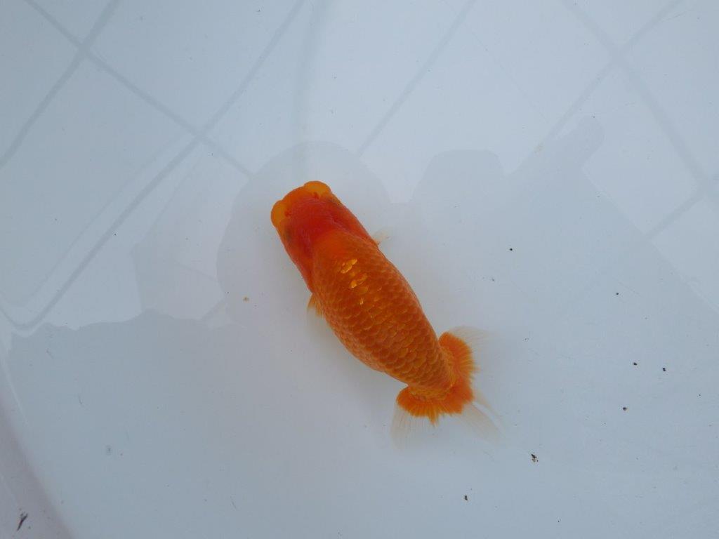【愛知M 様】すんなりした魚で成長が楽しみな当 歳らんちゅう 約13,5㎝性別不明