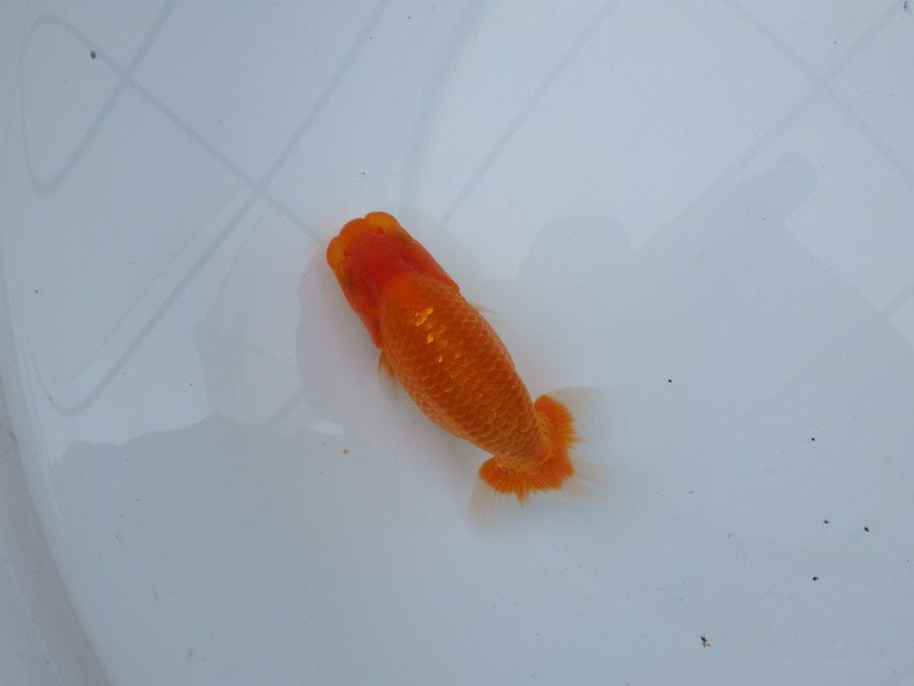 【愛知M 様】すんなりした魚で成長が楽しみな当 歳らんちゅう 約13,5㎝性別不明