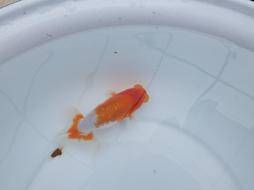 【愛知M 様】素晴らしい雰囲気で飼い込みお勧め当歳らんちゅう 約13,5㎝性別不明