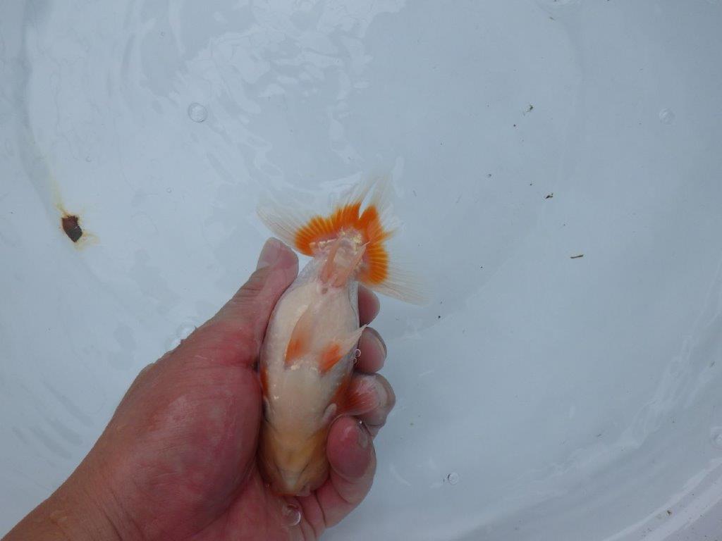 【愛知M 様】素晴らしい雰囲気で飼い込みお勧め当歳らんちゅう 約13,5㎝性別不明