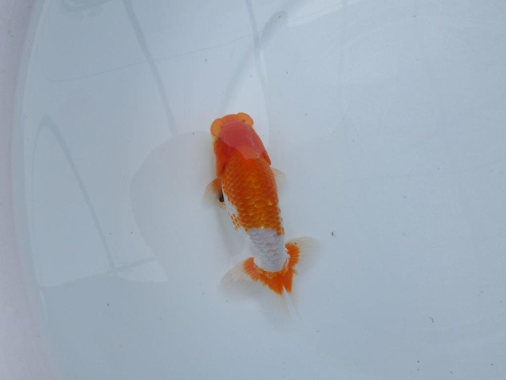 【愛知M 様】素晴らしい雰囲気で飼い込みお勧め当歳らんちゅう 約13,5㎝性別不明