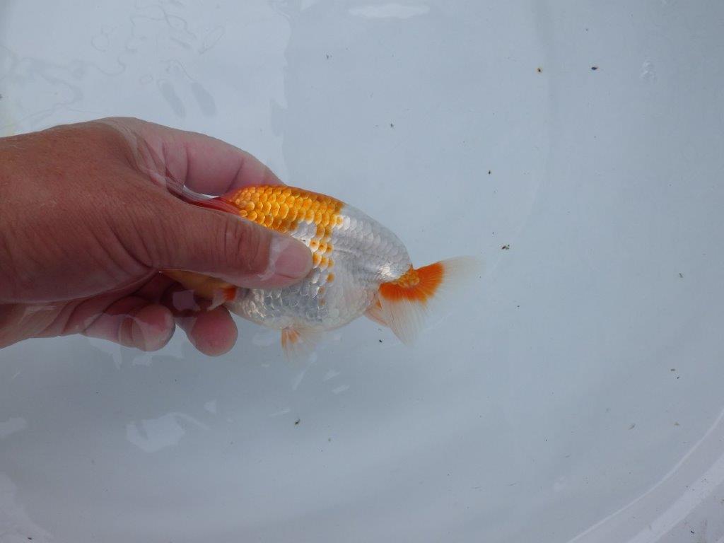 【愛知M 様】素晴らしい雰囲気で飼い込みお勧め当歳らんちゅう 約13,5㎝性別不明