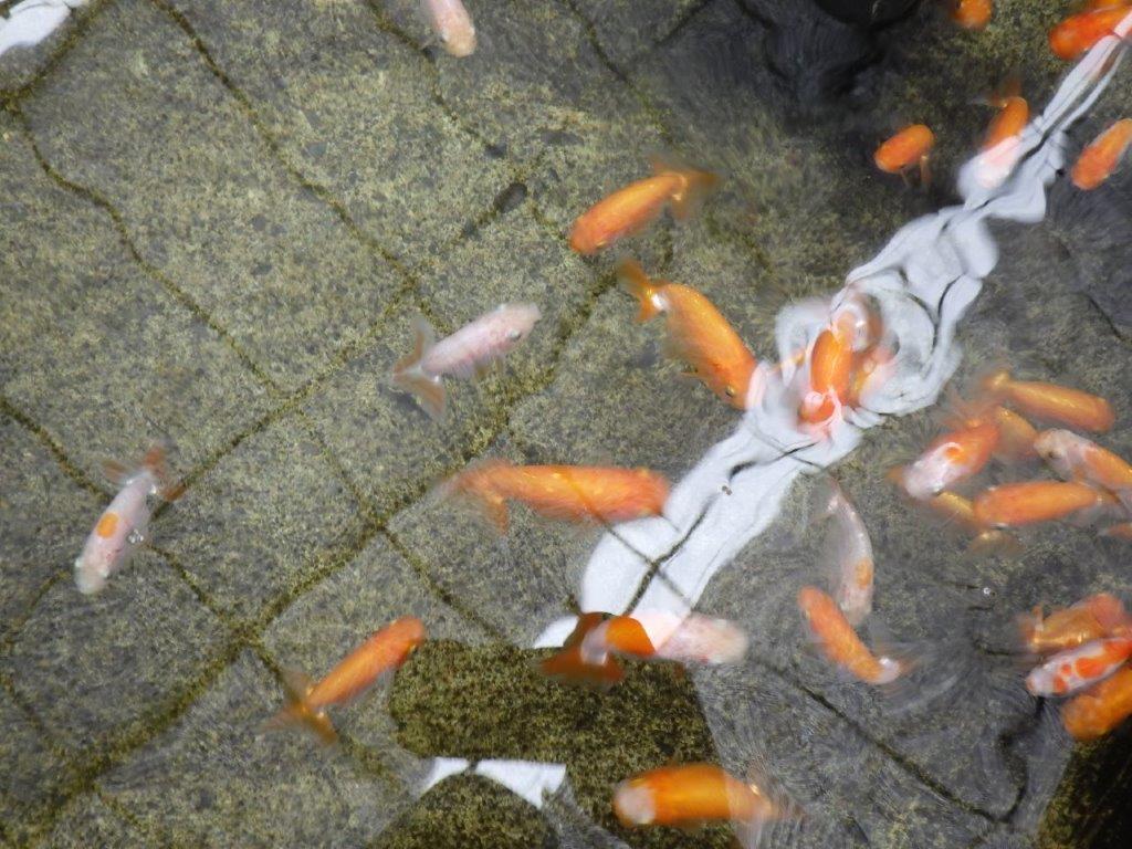 タタキ池で管理してきた当歳らんちゅう１０尾セット　約６ｃｍ～