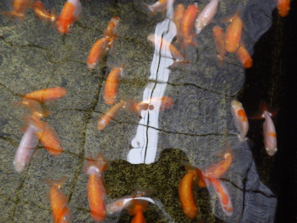 タタキ池で管理してきた当歳らんちゅう１０尾セット　約６ｃｍ～