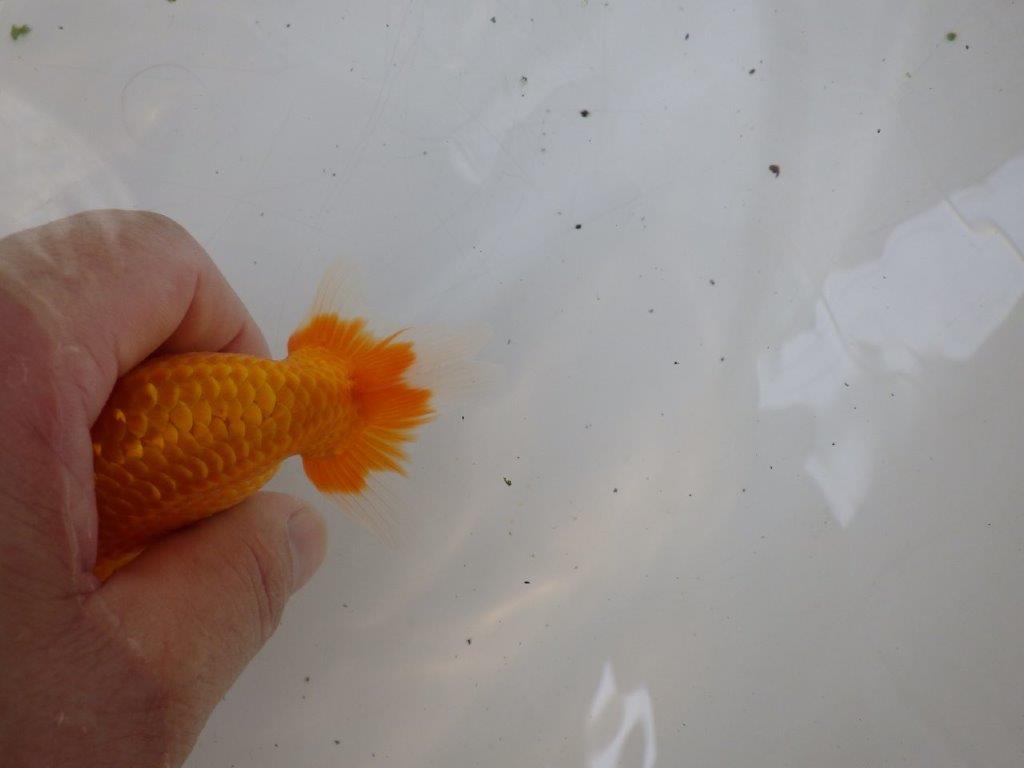 【日らん優等賞獲得ブリーダー】素晴らしいフンタン!当歳らんちゅう約11㎝桜尾