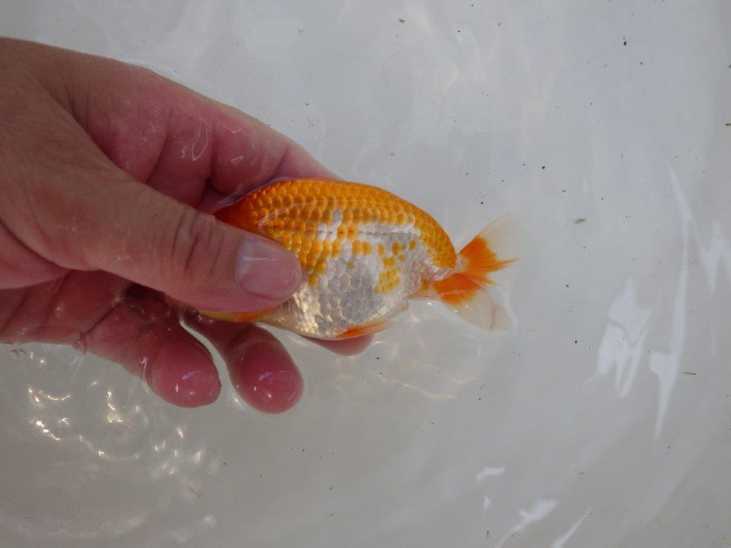 【日らん優等賞獲得ブリーダー】素晴らしい尾型!当歳らんちゅう約12㎝