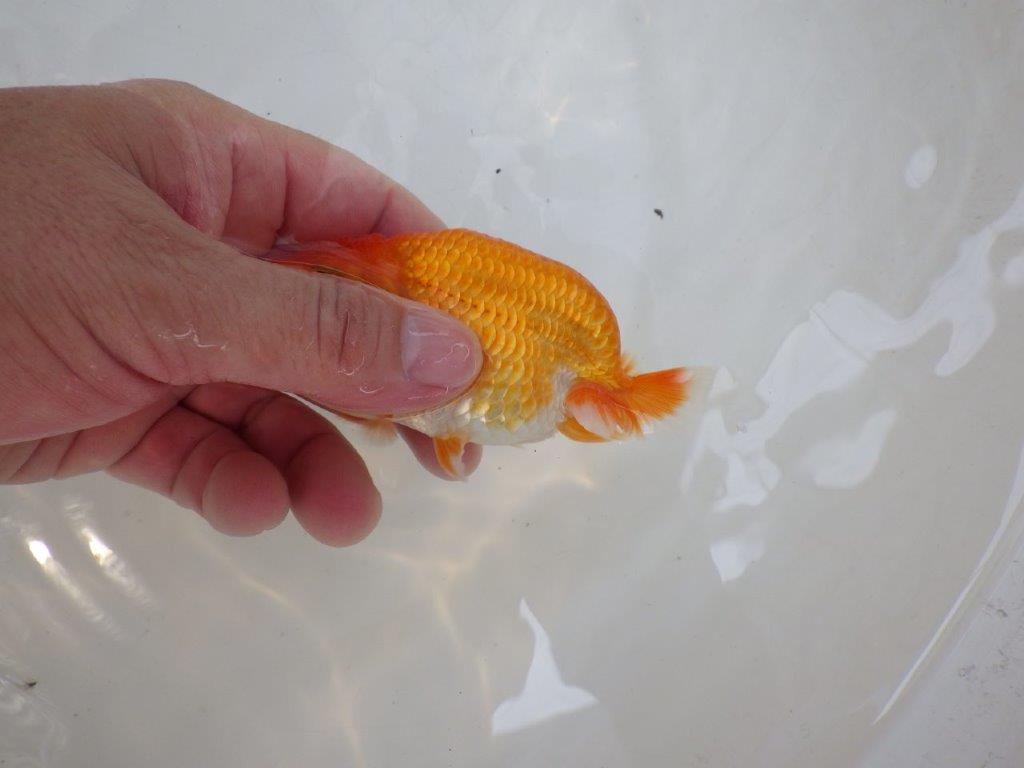 【日らん優等賞獲得ブリーダー】上見も横見もお勧め!当歳らんちゅう約11㎝